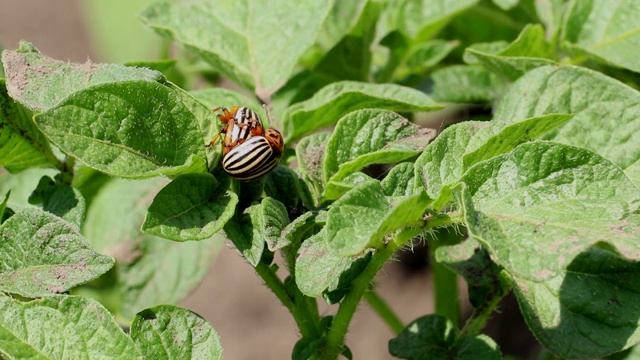 将科罗拉多马铃薯甲虫放在马铃薯叶子上。Leptinotarsa decemlineata。视频素材