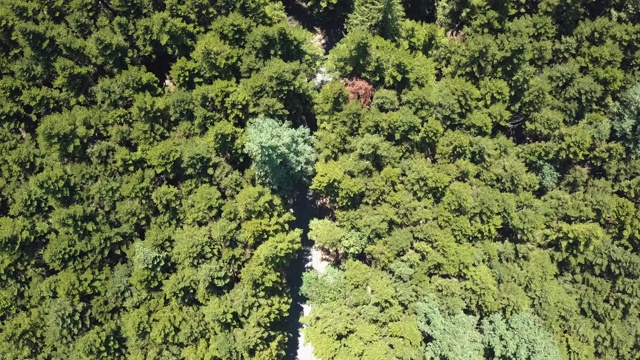 穿过森林的道路鸟瞰图视频素材