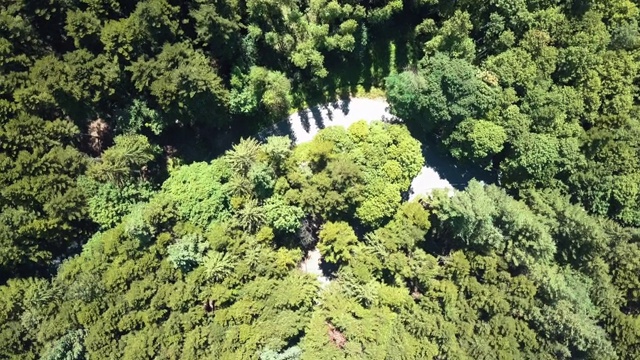 穿过森林的道路鸟瞰图视频素材