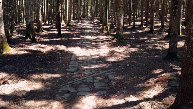 森林中的路径-空中视角视频素材