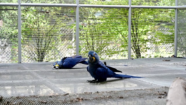 笼子里养的蓝色风信子金刚鹦鹉视频素材