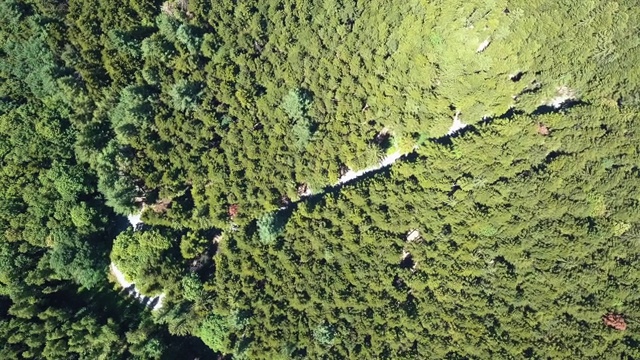 穿过森林的道路鸟瞰图视频素材