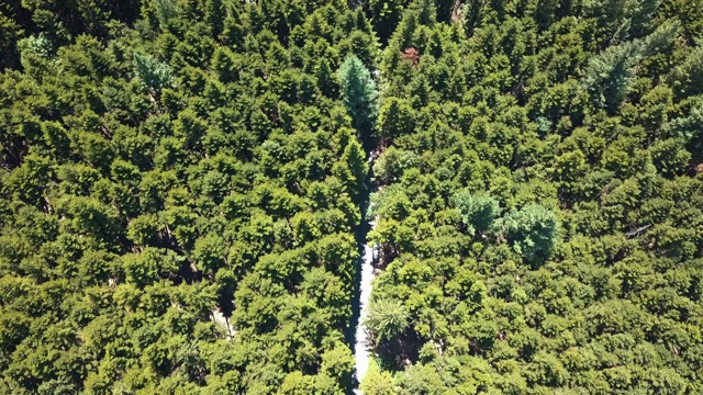 穿过森林的道路鸟瞰图视频素材