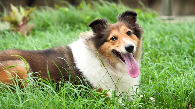 可爱的设得兰牧羊犬躺在草地上，在刮风的日子看着相机，友好的表情，耳朵被风吹起。视频素材