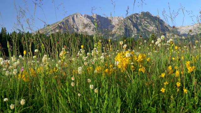 黑山Durmitor国家公园。黄色和白色的野花和丰富的绿色草地。Durmitor山脉在背景中可见。山前是一片松树林。升降镜头,4 k视频素材