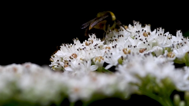 大黄蜂采集花蜜(Kaz Dağları)视频素材