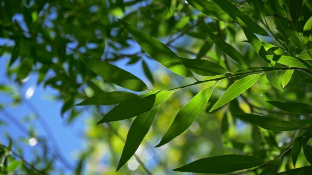 新鲜丰富的绿色植物的叶子，明亮的白昼阳光和部分覆盖的阴影，反对蓝色的天空。在风中微微摆动。UHD视频素材