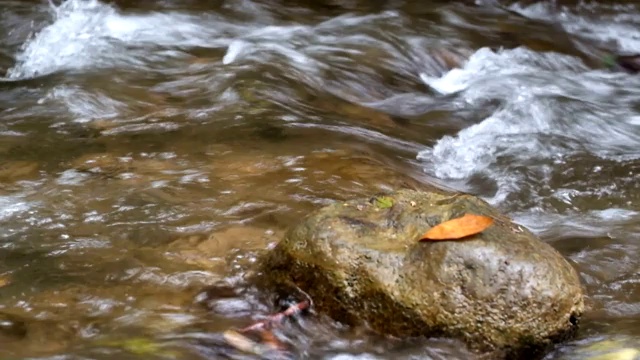 山河在森林中流淌。视频素材