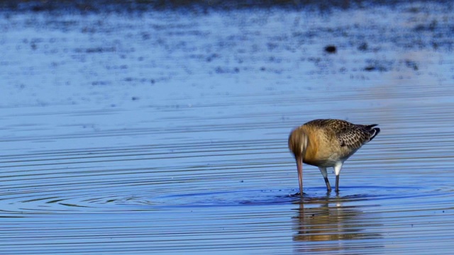 鸟-黑尾白鲸(Limosa Limosa)走过沼泽。视频素材