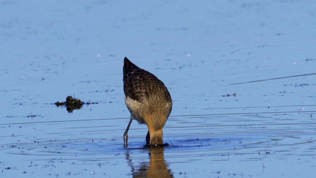 鸟-黑尾白鲸(Limosa Limosa)走过沼泽。视频素材