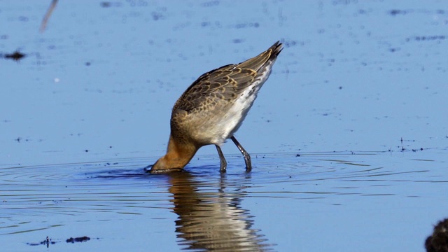 鸟-黑尾白鲸(Limosa Limosa)走过沼泽。视频素材