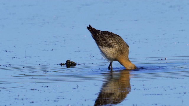 鸟-黑尾白鲸(Limosa Limosa)走过沼泽。视频素材