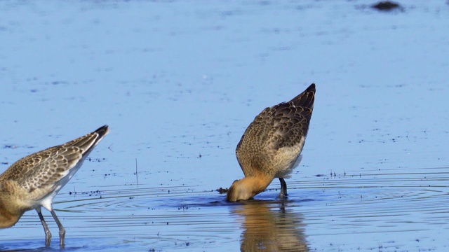 鸟-黑尾白鲸(Limosa Limosa)走过沼泽。视频素材