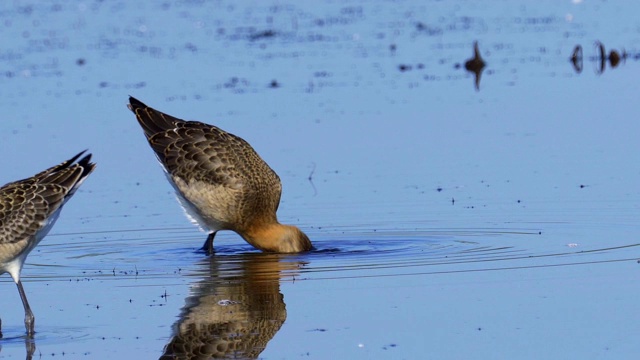 鸟-黑尾白鲸(Limosa Limosa)走过沼泽。视频素材