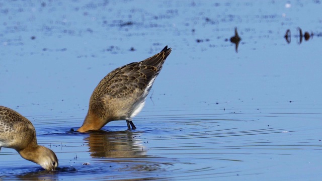 鸟-黑尾白鲸(Limosa Limosa)走过沼泽。视频素材