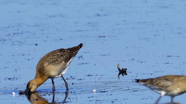 鸟-黑尾白鲸(Limosa Limosa)走过沼泽。视频素材