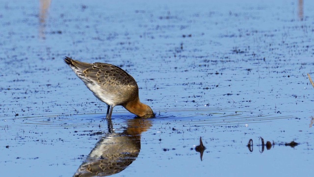 鸟-黑尾白鲸(Limosa Limosa)走过沼泽。视频素材