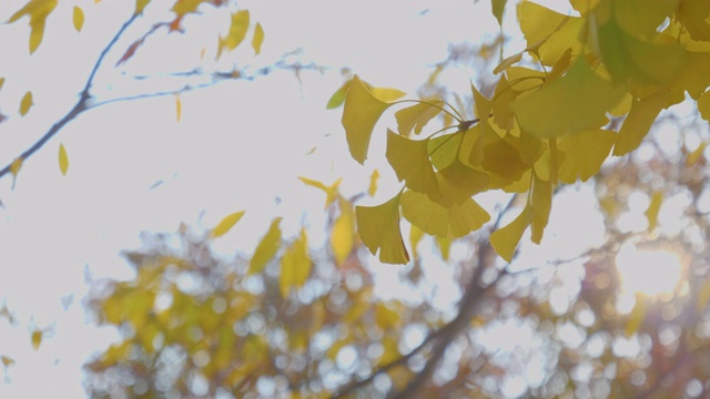 秋日的天空上挂着黄色的银杏叶视频下载