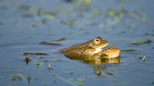 绿色的沼泽蛙在池塘里呱呱和交配。Pelophylax ridibundus视频素材