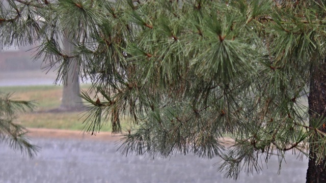 落在绿叶上的雨，夏天大雨时的雨滴，雷暴时的大雨视频素材