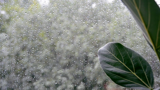 室外阴雨天气下的榕树叶子视频素材