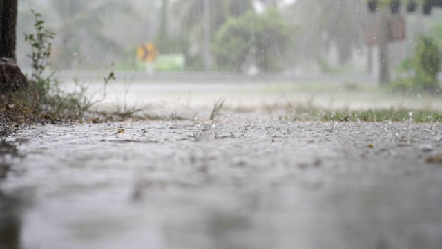 热带降雨期间的绿色丛林全景。绿色的丛林树和棕榈树，雾和热带雨视频素材