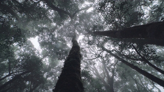 热带雨林的树木，云的诞生视频素材