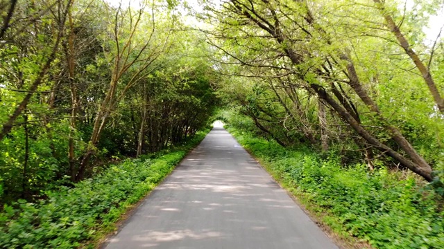 森林中的乡村道路视频素材