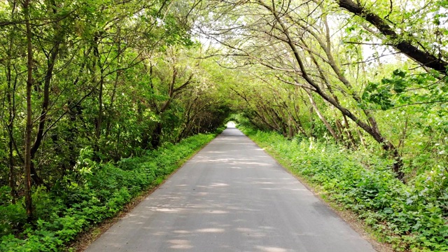 森林中的乡村道路视频素材