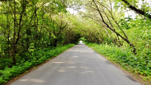 森林中的乡村道路视频素材