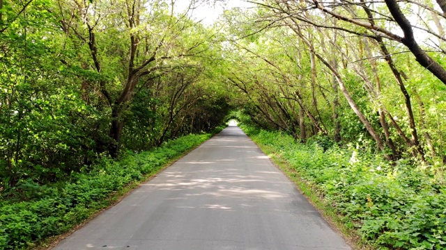 森林中的乡村道路视频素材