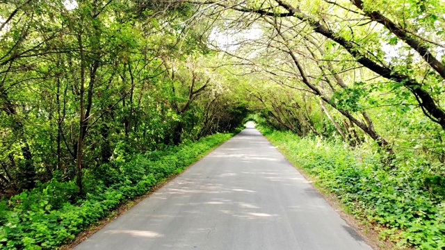 森林中的乡村道路视频素材