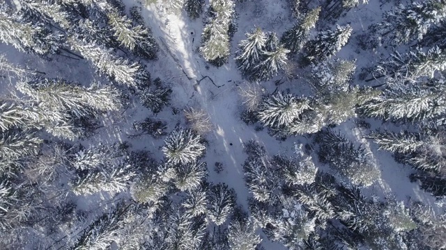 在阳光明媚的冬日里，杉树被雪覆盖着视频素材