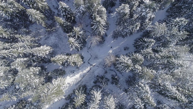 在阳光明媚的冬日里，杉树被雪覆盖着视频素材