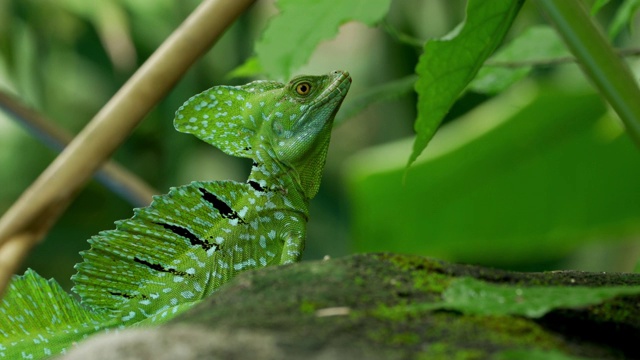 雄性羽状蛇怪(Basiliscus plumifrons)视频素材