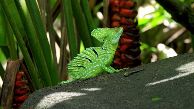 雄性羽状蛇怪(Basiliscus plumifrons)视频素材