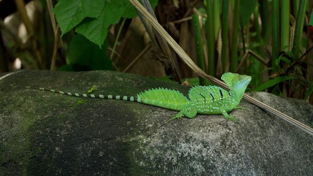 雄性羽状蛇怪(Basiliscus plumifrons)视频素材