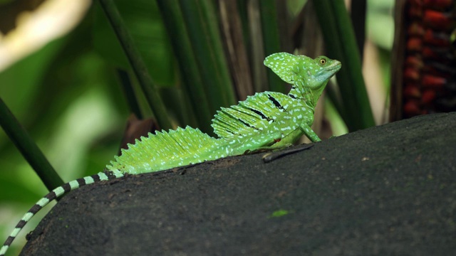 雄性羽状蛇怪(Basiliscus plumifrons)视频素材