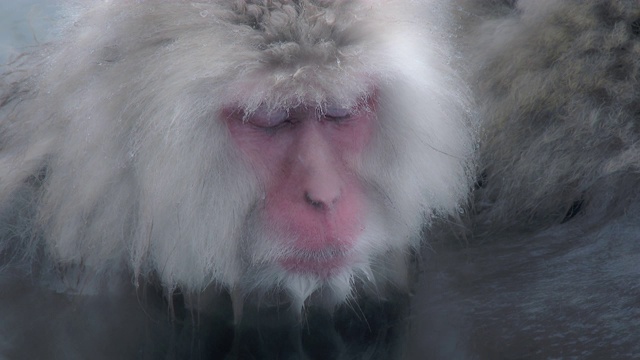 日本长野的雪猴。视频素材