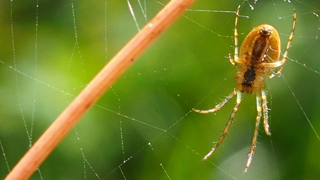 阳光明媚的夏日森林里，蜘蛛挂在网上。视频素材