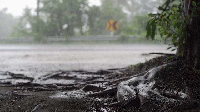 热带降雨期间的绿色丛林全景。绿色的丛林树和棕榈树，雾和热带雨。空秋千从风移动视频素材