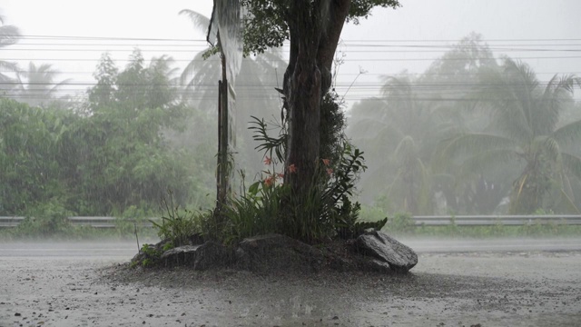 热带降雨期间的绿色丛林全景。绿色的丛林树和棕榈树，雾和热带雨。空秋千从风移动视频素材