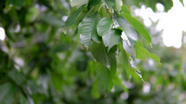 雨滴落在带叶子的树枝上视频素材