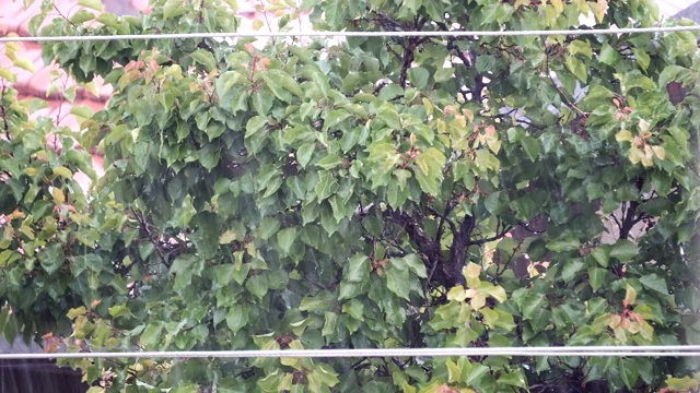 春雨绵绵，树叶随风飘动，自然背景视频素材