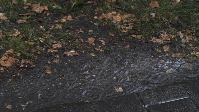 人行道上的秋叶雨视频素材