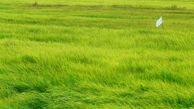 风景如画，风吹绿叶稻田视频素材