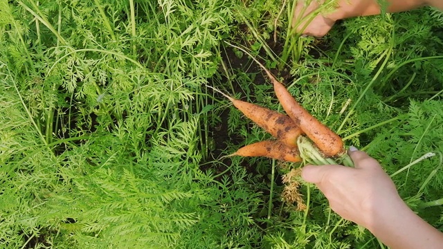 蔬菜种植。女人的手把胡萝卜从地里拔出来，捆成一捆。概念收获季节由园丁和生态有机产品视频下载