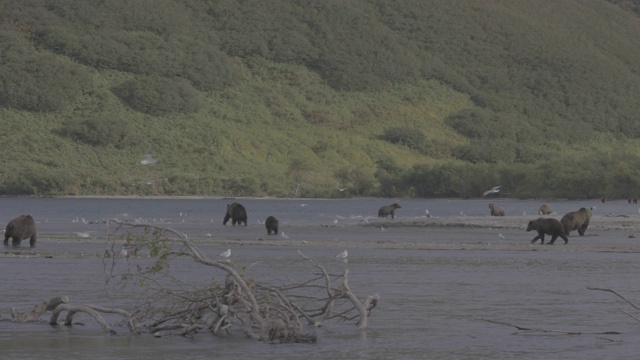 棕熊聚集在千岛湖捕猎鲑鱼视频素材