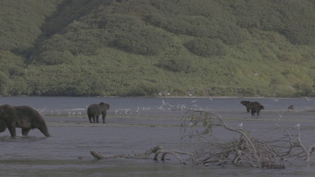 棕熊聚集在千岛湖捕猎鲑鱼视频素材