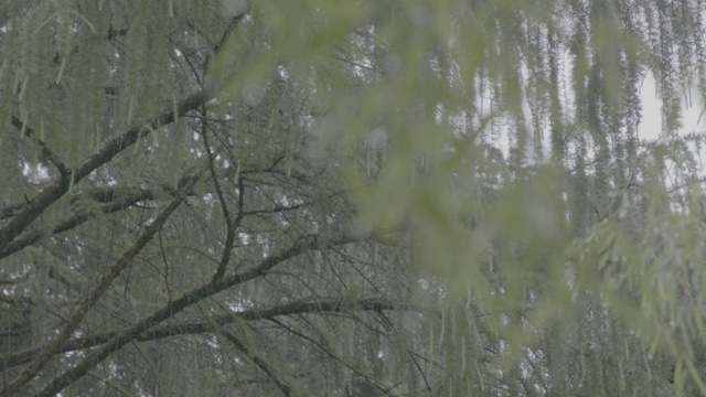 中国四川省卧龙熊猫保护区的雨森林风景视频素材